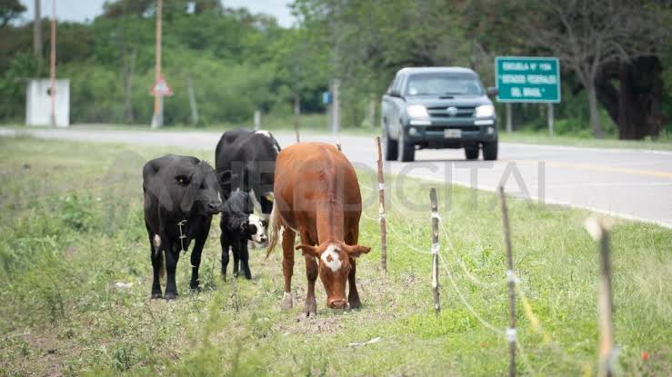 ANIMALES EN RUTA